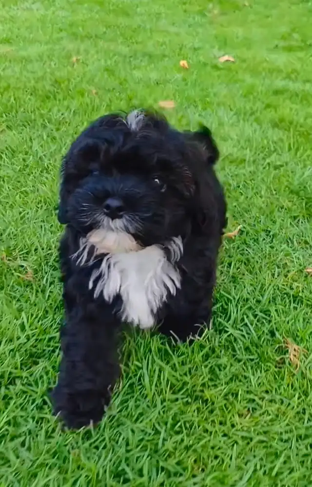 Puppies looking for their furever home! in Dogs & Puppies for Rehoming in Oakville / Halton Region - Image 7