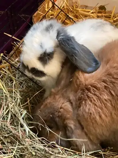 Pet Boarding - Rabbits, Guinea Pigs, Hamsters..., View more