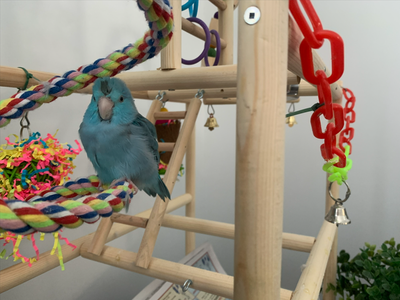 Parrotlet for sale, View more