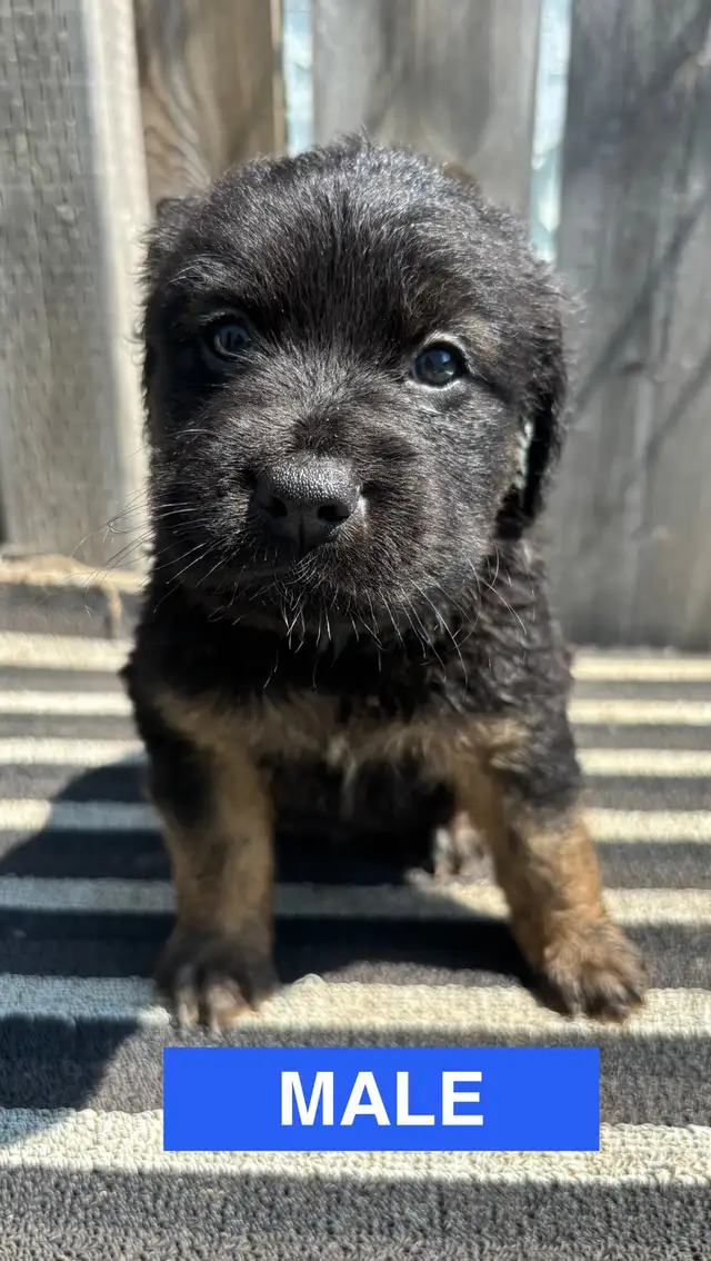 Adorable Puppies in Dogs & Puppies for Rehoming in Winnipeg - Image 6