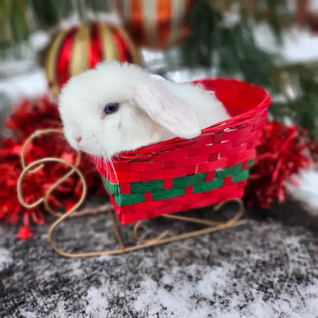 EXTRAORDINARY NETHERLAND DWARF, HOLLAND LOP,  ANGORA BUNNIES in Small Animals for Rehoming in North Bay - Image 10