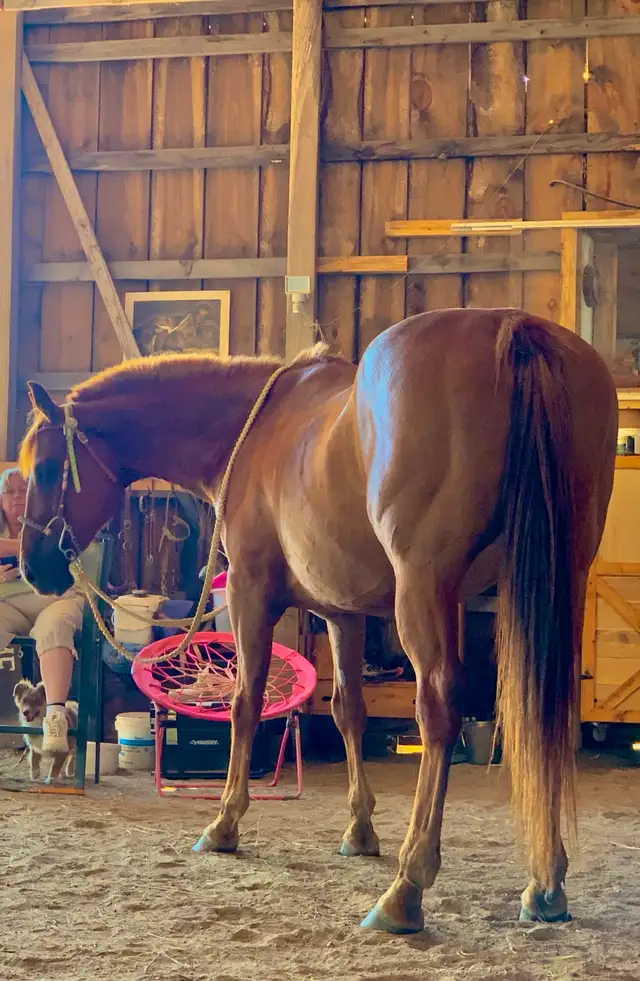 Quarter Horse Mare — part board in Horses & Ponies for Rehoming in Oshawa / Durham Region - Image 9