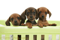 Tiny Miniature Dachshund Puppies