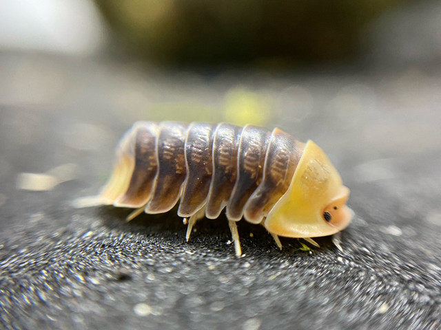 Rubber duckie isopods in Reptiles & Amphibians for Rehoming in Kingston - Image 2