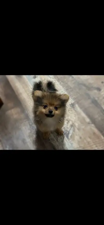 Pomeranian Yorkie puppy, View more