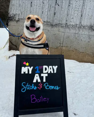 Daycare | Boarding | Grooming |Training , View more