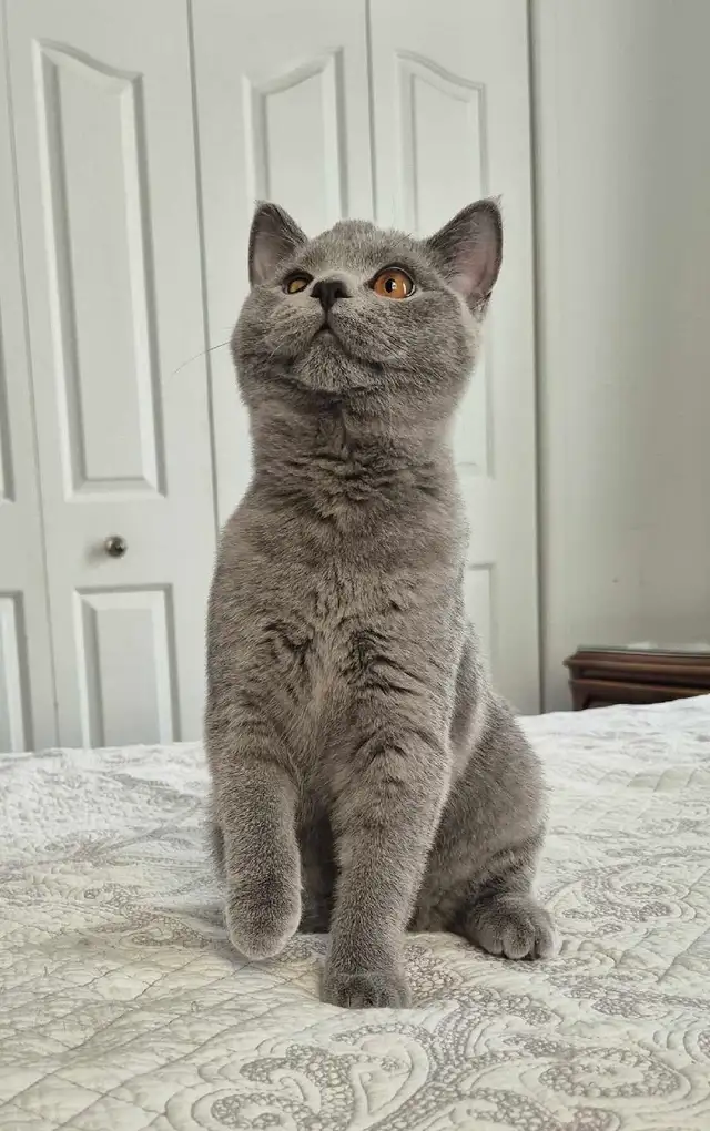 chaton mâle British Shorthair bleu in Cats & Kittens for Rehoming in West Island - Image 4