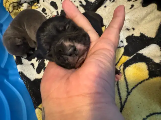 cane corso puppy  in Dogs & Puppies for Rehoming in Whitehorse - Image 6