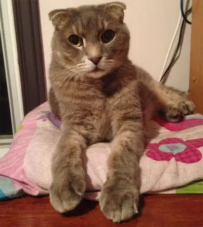 La plupart des pensions pour chats ont fermé dans les dernières années et les gens ont adopté plus d...