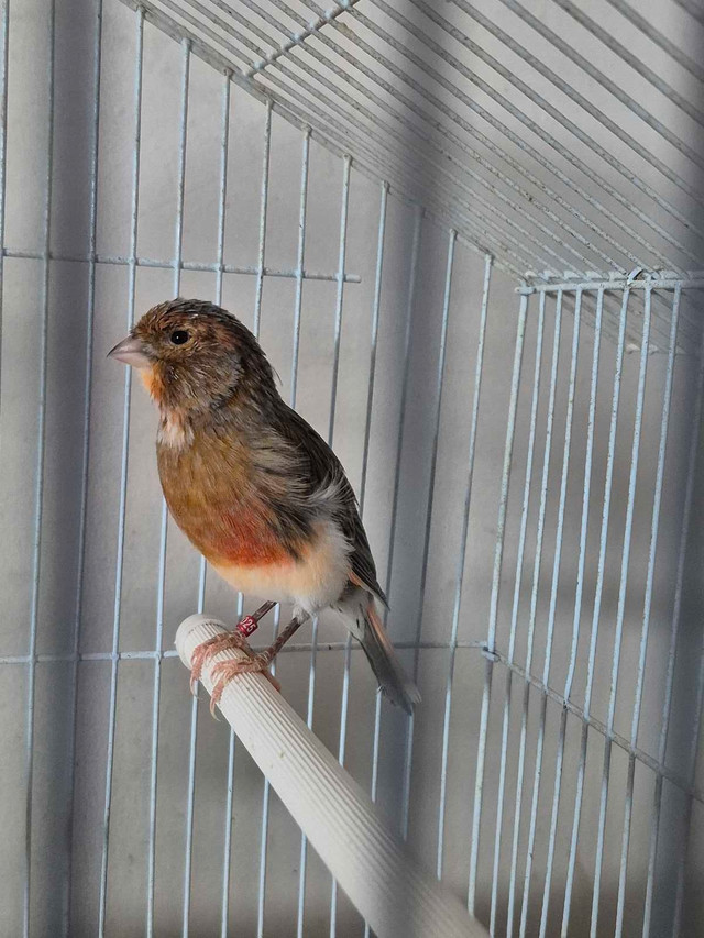 Male canary $80 in Birds for Rehoming in London - Image 3