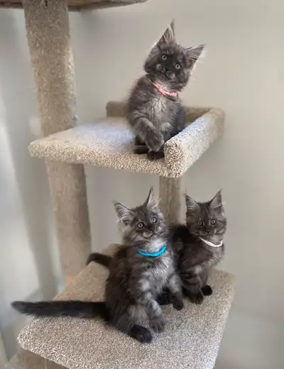 TICA REGISTERED Gorgeous litter of black smoke Maine Coon kittens available. Parents are fully healt...