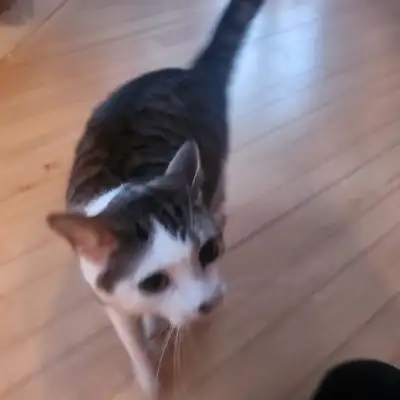 Cats to rehome 4 years old, View more