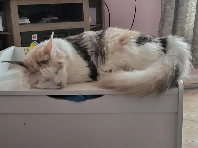 Chaton maincoon in Cats & Kittens for Rehoming in Saint-Jean-sur-Richelieu - Image 4