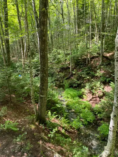 Tranquil and serene, 10+- acres of beautiful, unfound elsewhere Western Cape Breton mountain land. J...