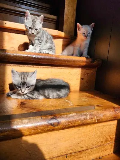 Chats Highland Lynx Cats, View more