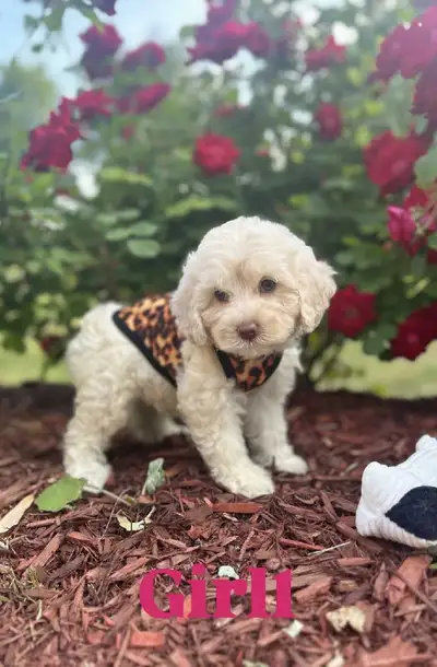 Maltese  Poodle  litter of puppies ( 2 left ), View more