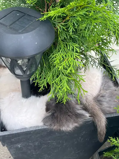 Kittens for sale, View more