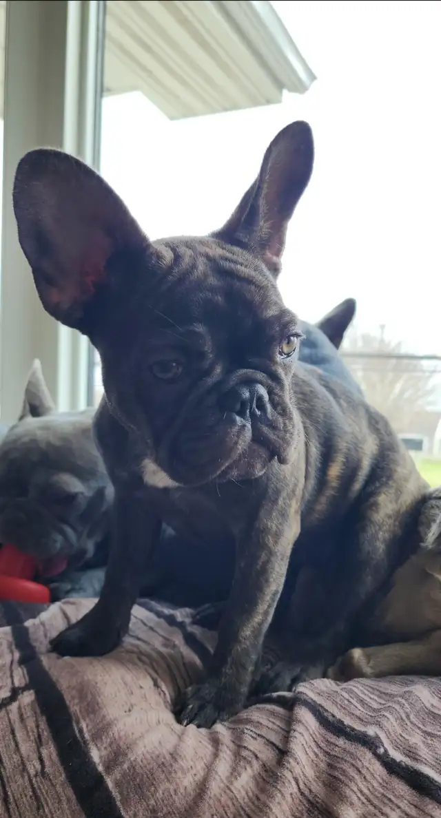 Bouledogue français in Dogs & Puppies for Rehoming in Laval / North Shore - Image 12