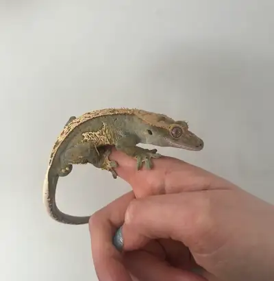 Crested gecko for sale, View more