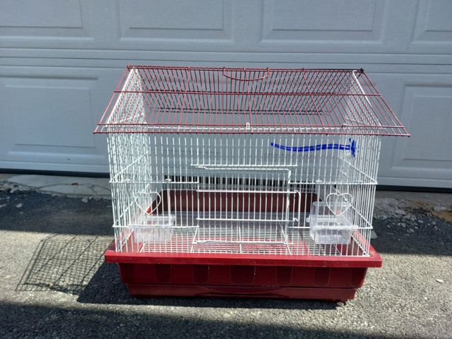 Birds Cages in Birds for Rehoming in Dartmouth