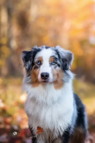 Vous êtes à la recherche d’un berger australien bien dans sa tête et dans son corps? ÉLEVAGE LORIEN...