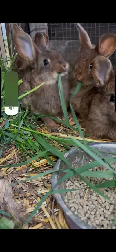 Baby rabbits , View more