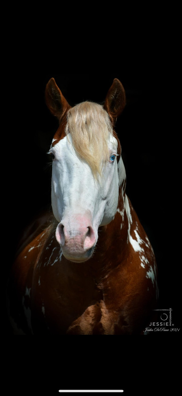 Saillie Étalon Paint Horse  dans Chevaux et poneys à adopter  à Saint-Hyacinthe