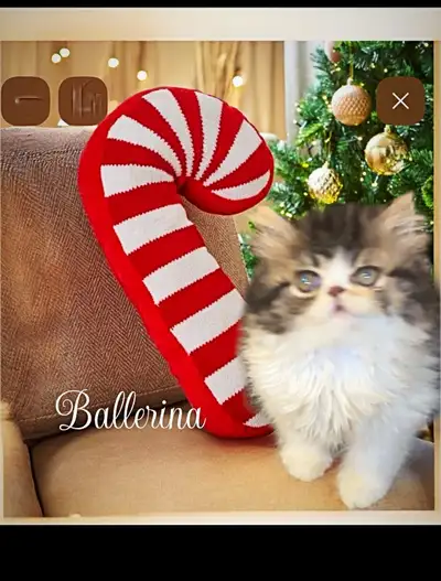 Pretty face(doll face) Persian kittens (calico pattern), View more