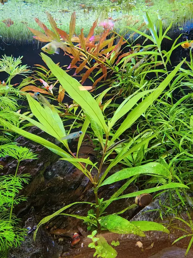 8 types fresh aquarium plant trimmings + 2 floating plan in Fish for Rehoming in Oakville / Halton Region - Image 7