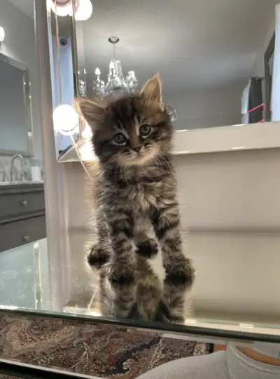 ⭐️Maine Coon Kittens⭐️ - Health Card & Samples - , View more