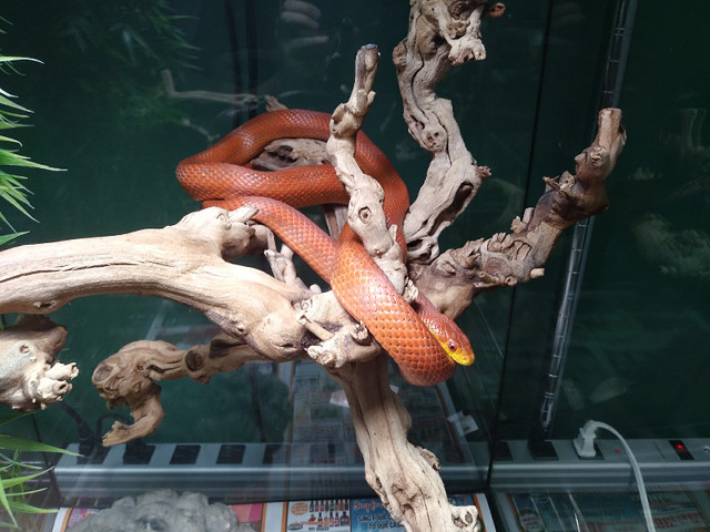 Everglades Rat Snakes in Reptiles & Amphibians for Rehoming in Hamilton