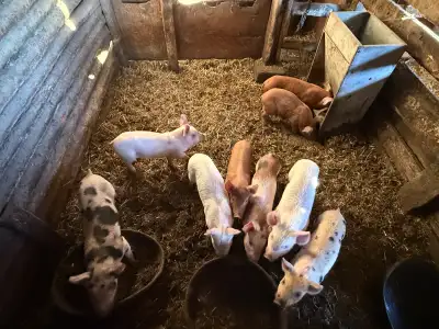 9 baby piglets, View more