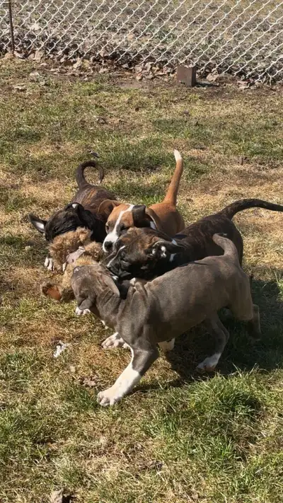 Dogo mix puppies for adoption $400 I have 2 females and 1 males mother and father on site puppies ar...