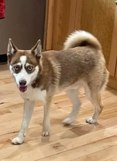 2-F3 Pomsky Puppies | Dogs & Puppies for Rehoming | Calgary | Free ...