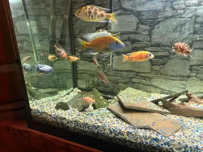 African cichlids, View more