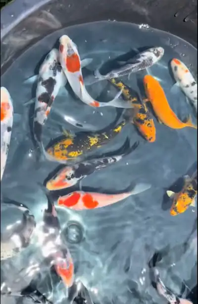 Butterfly Koi &  Japanese koi, View more