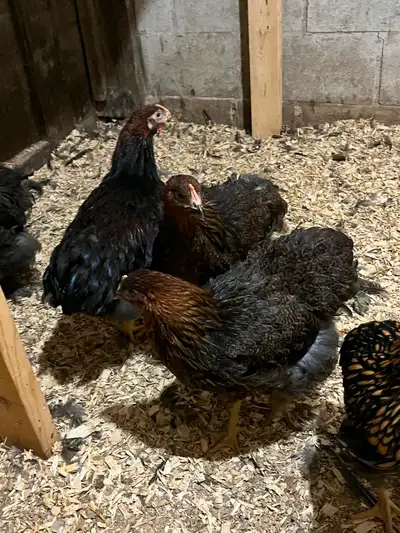 Young Tri of Partridge Orpington from Alberta, View more