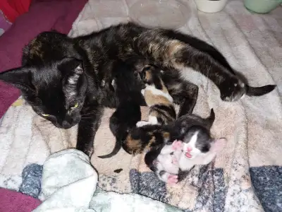 Kittens available , View more