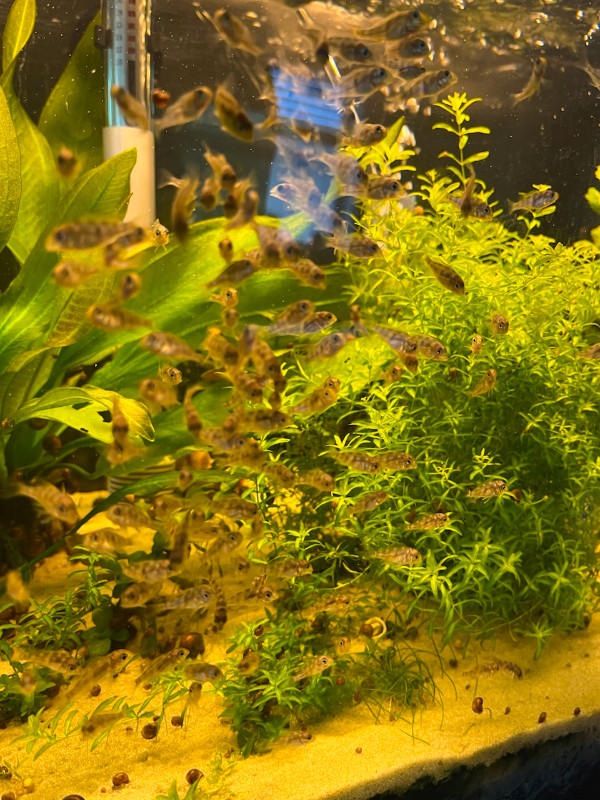 GEOPHAGUS TAPAJO fry for sale in Fish for Rehoming in Lethbridge - Image 2