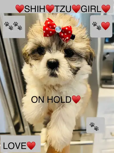 ♥️BEAUTIFUL SHIH TZU GIRL & BEAUTIFUL SHIH POO BOY ♥️, View more