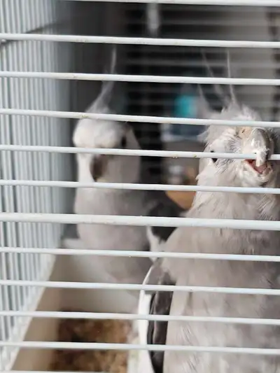 Cockatiel Pair looking for a new home, View more