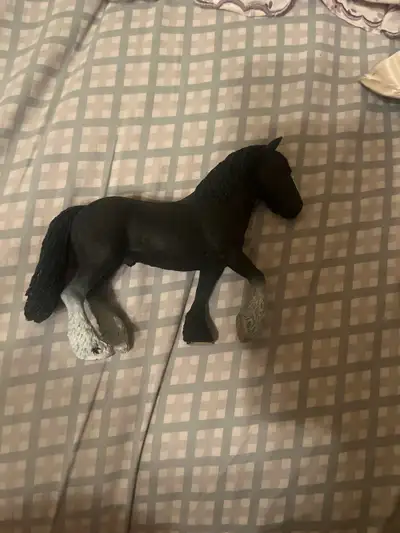 Black and white horse