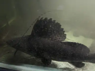 25” Marbled Achara Catfish, View more