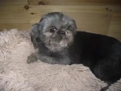 CKC REG'D SHIHTZU'S, View more