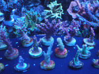 Aquarium Corals. SPS frags and mini colonies.