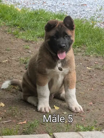 chiot akita, View more