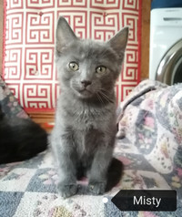 Adorable Russian Blue-Mix Kittens