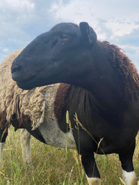 Sheep for sail 