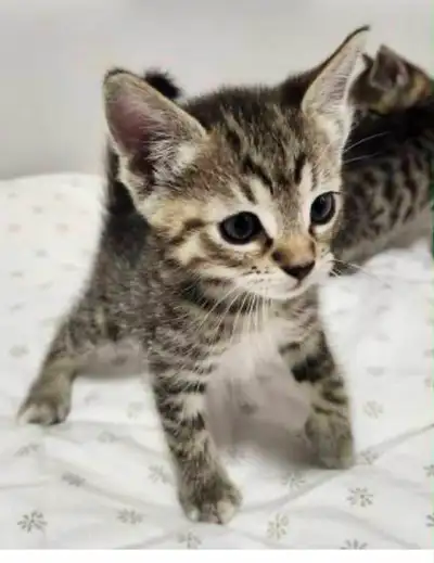 10 week old female kitten, View more