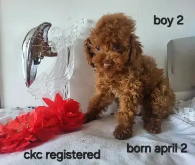 Toy Poodle Puppies, View more